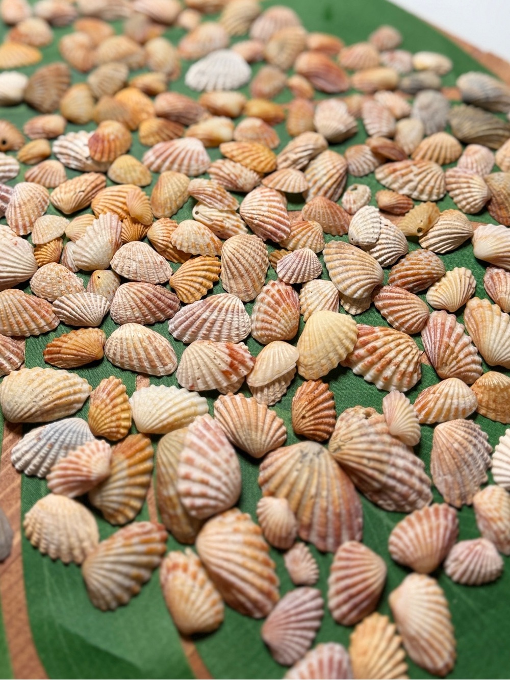 50 Natural Florida Cardita Seashells DIY Crafting Shells Mixed Lot